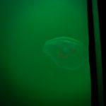 Eine Qualle unter Wasser aus der Unterwasser-Gondel