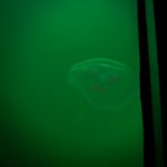 Eine Qualle unter Wasser aus der Unterwasser-Gondel